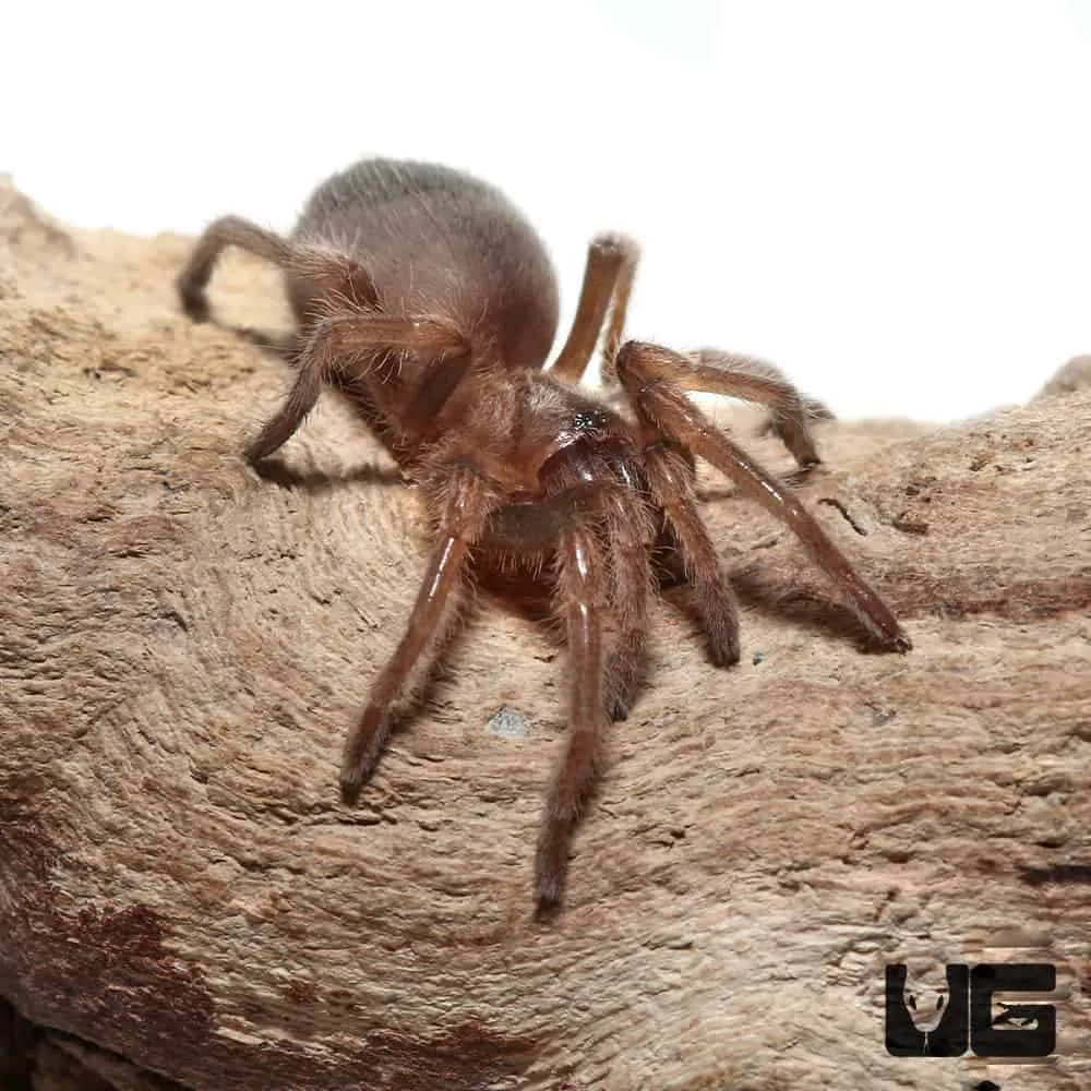 23506 red knee tarantula characteristics