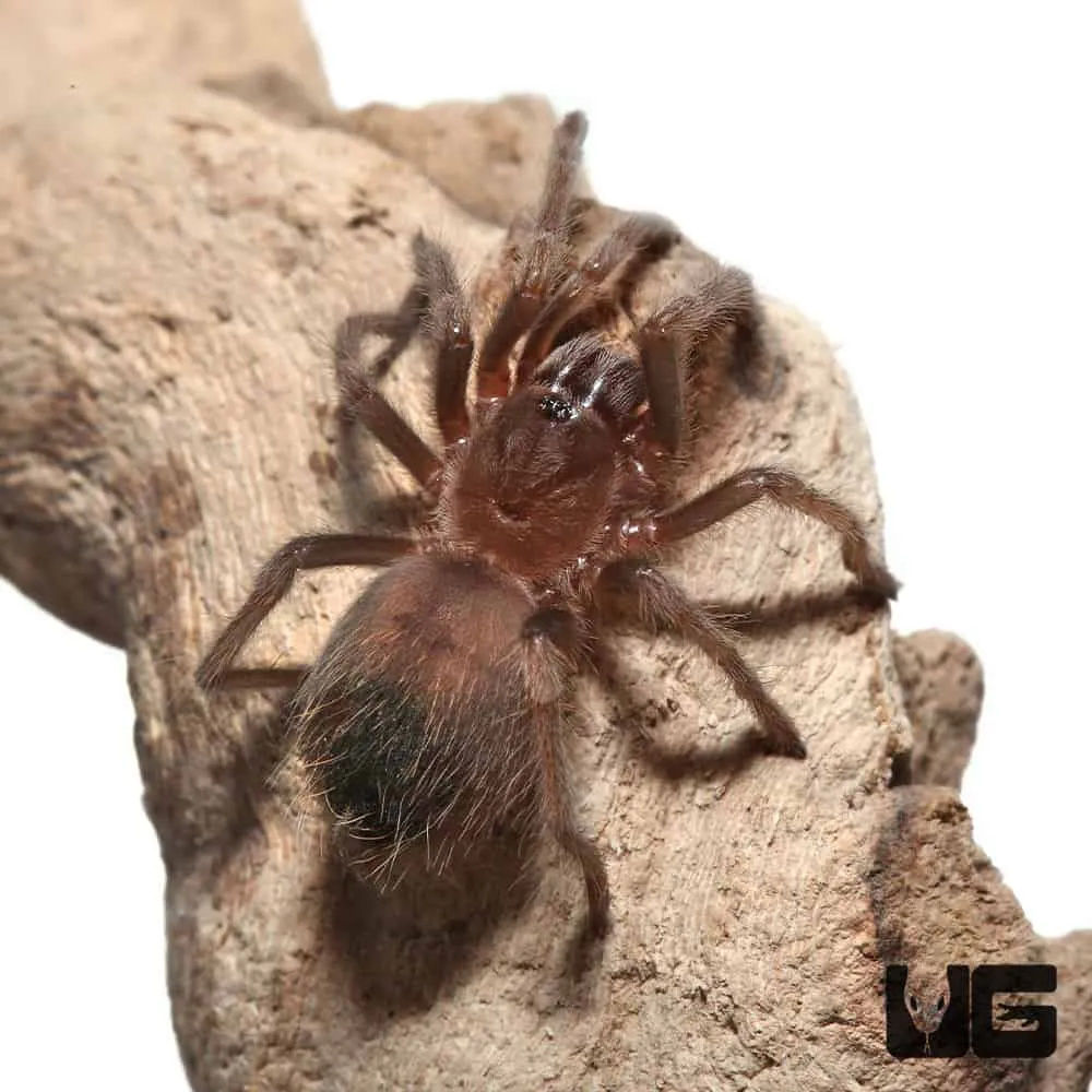 23506 red knee tarantula habitat