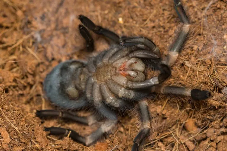 23508 tarantula exoskeleton