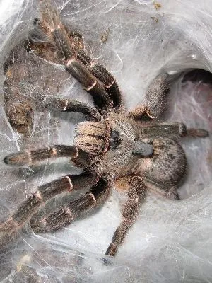 23508 tarantula molting close up
