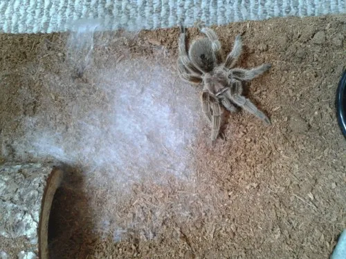 23508 tarantula molting environment