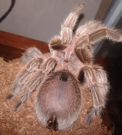 /img/23508-tarantula-molting-problems.webp