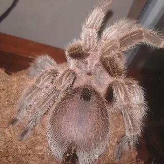 /img/23508-tarantula-molting-problems.webp