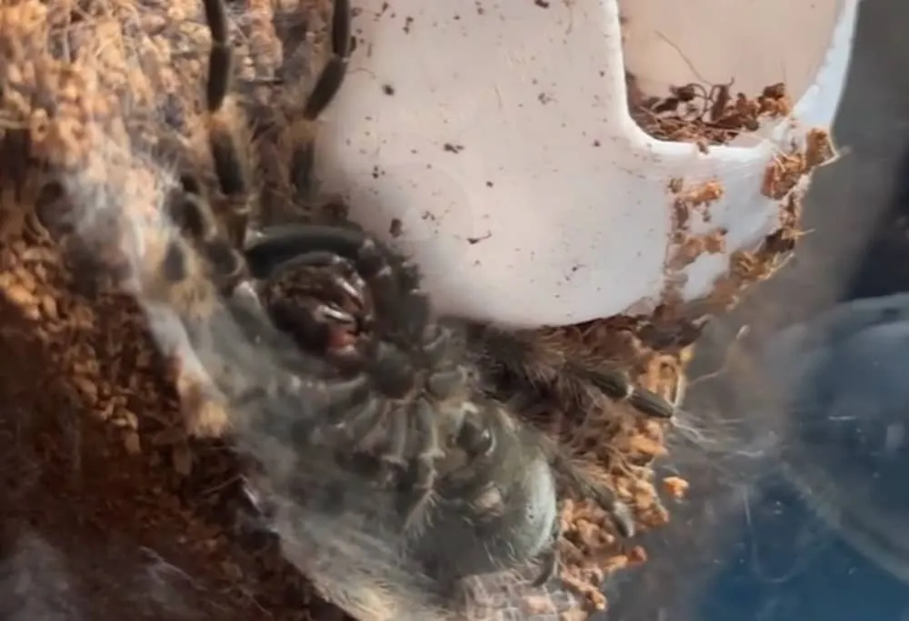 23508 tarantula molting process