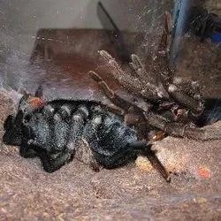 23509 tarantula before molt