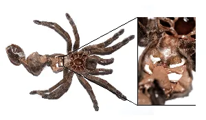 23509 tarantula environmental setup