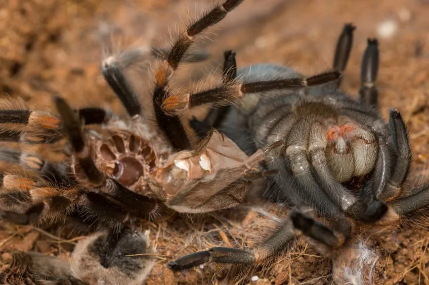23509 tarantula feeding