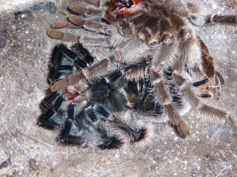 23509 tarantula molt process