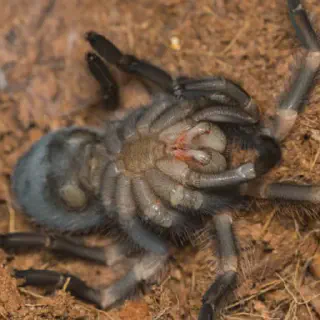/img/23509-tarantula-molting-problem.webp