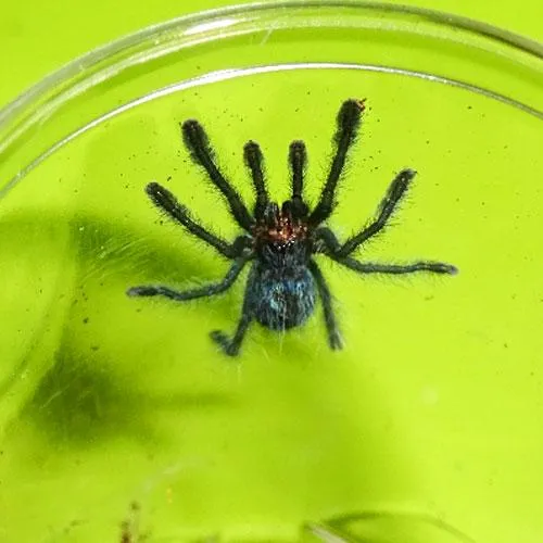 23510 pinktoe tarantula enclosure