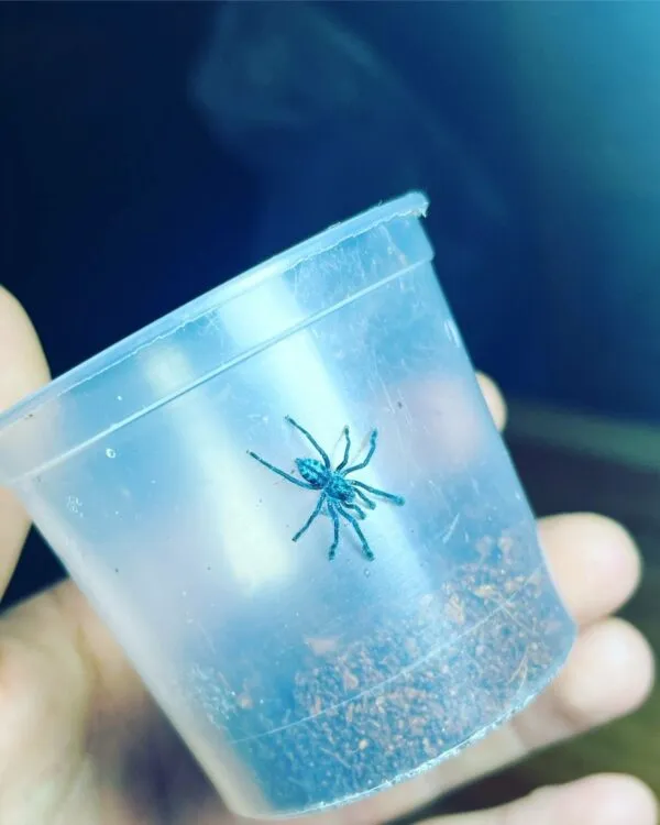23510 pinktoe tarantula feeding
