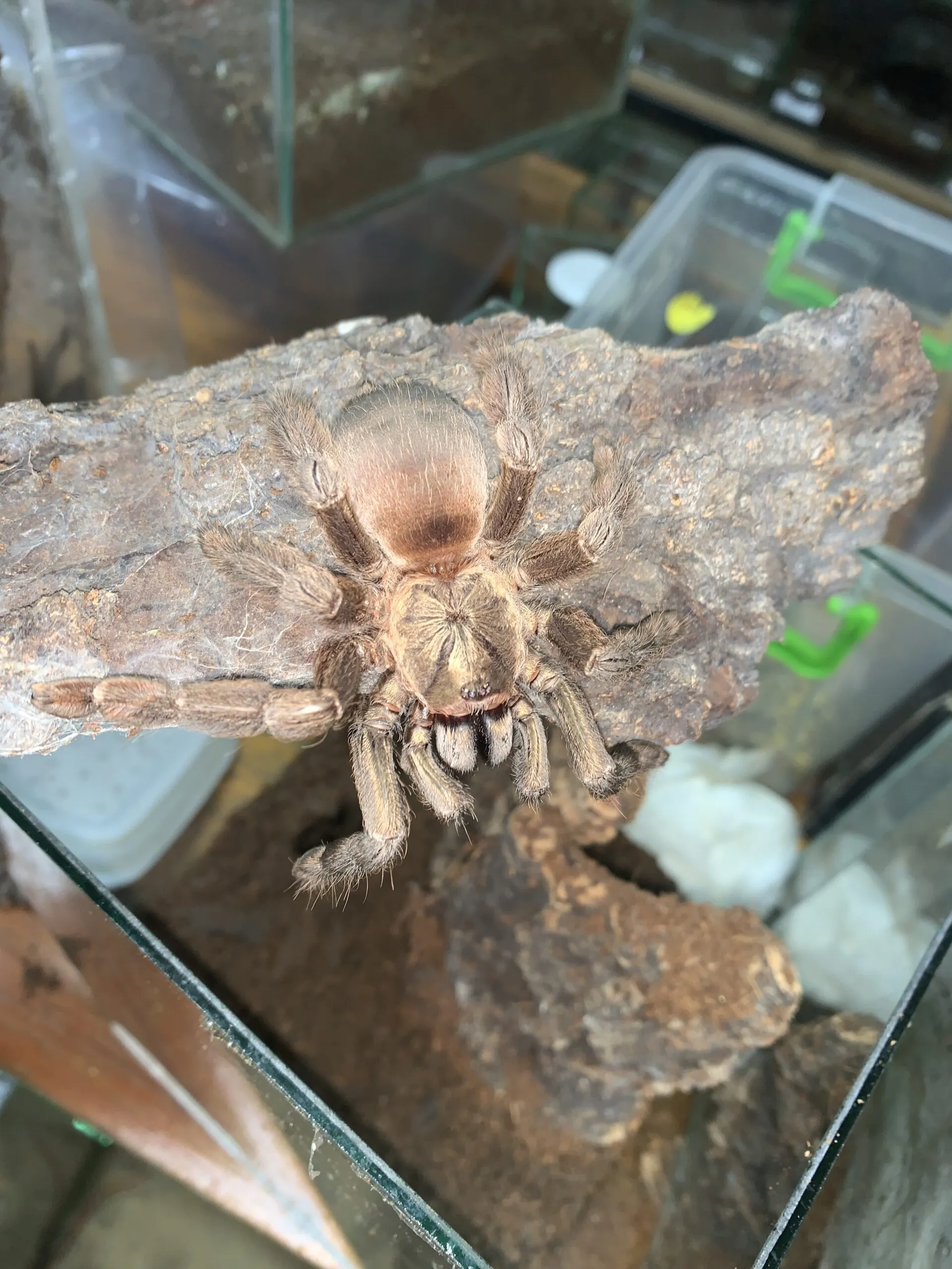 23510 pinktoe tarantula habitat