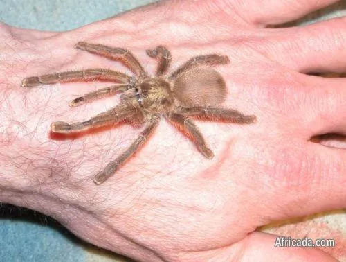 23510 pinktoe tarantula handling