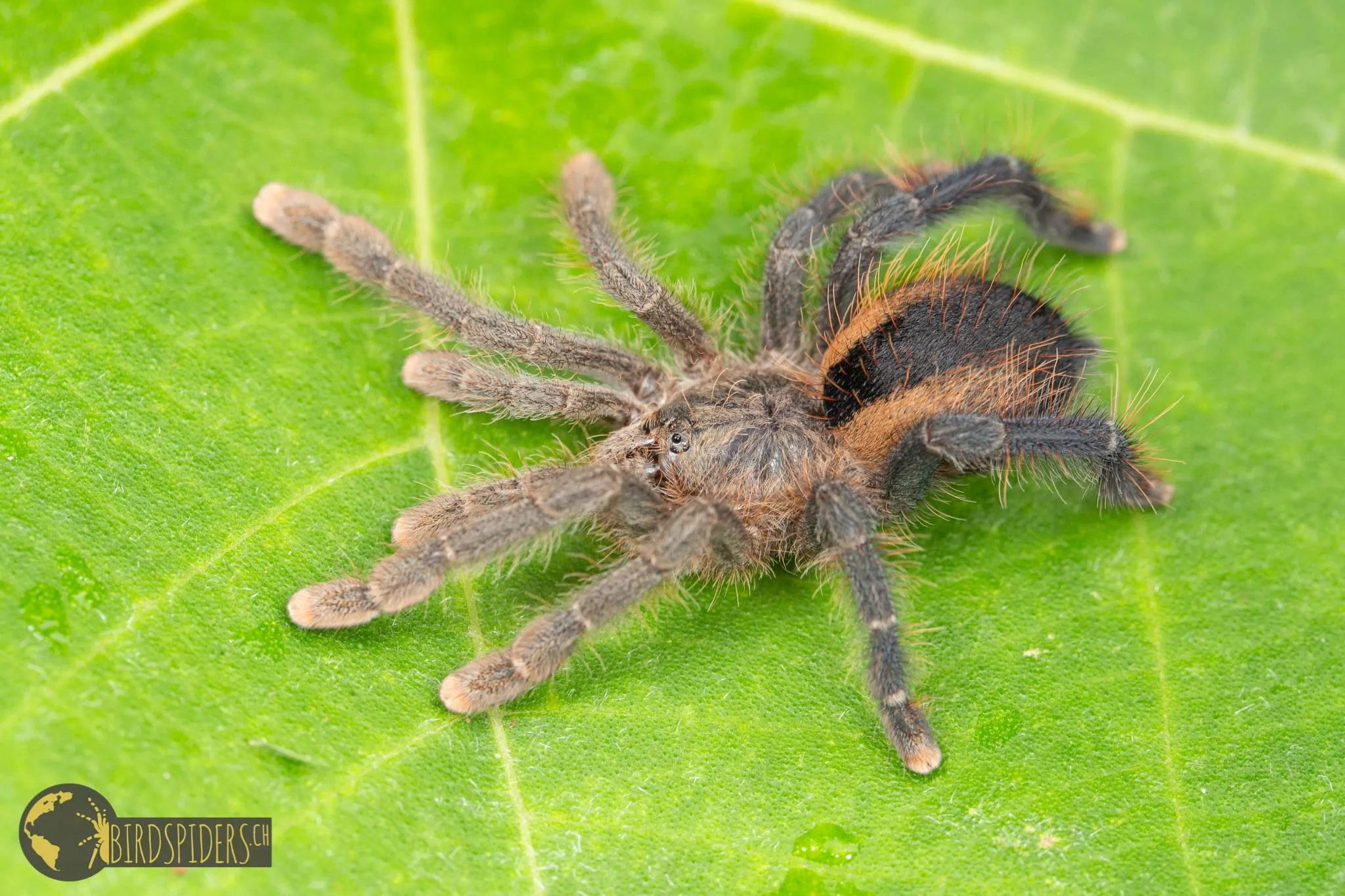 23510 pinktoe tarantula molting