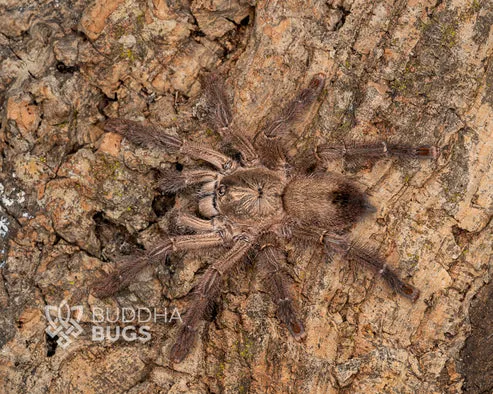 23510 pinktoe tarantula spiderlings