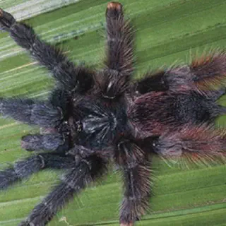 /img/23510-pinktoe-tarantula-water.webp