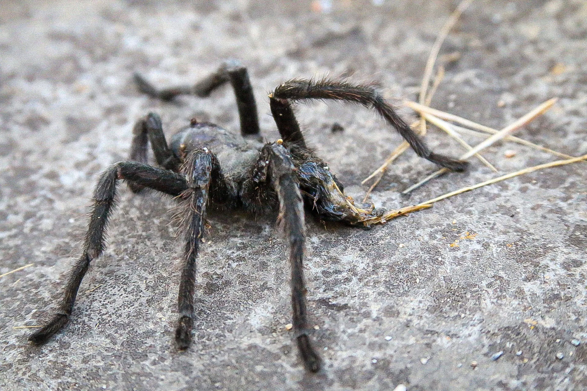 23511 tarantula cleaning