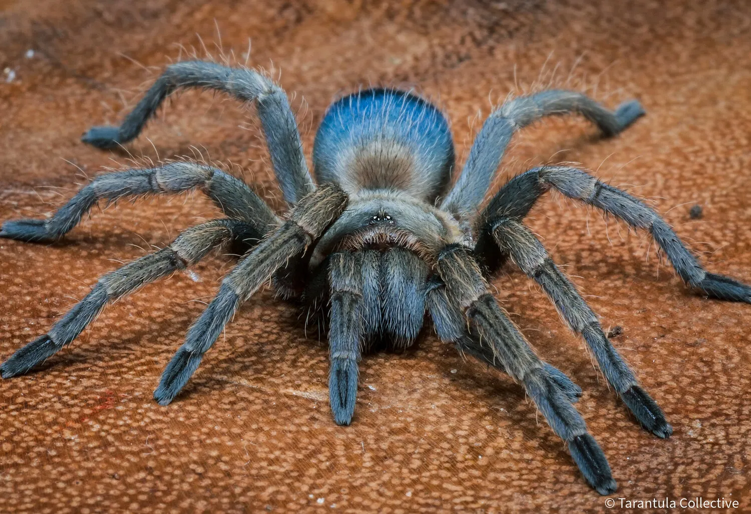 /img/23511-tarantula-health.webp