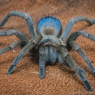 /img/23511-tarantula-health.webp