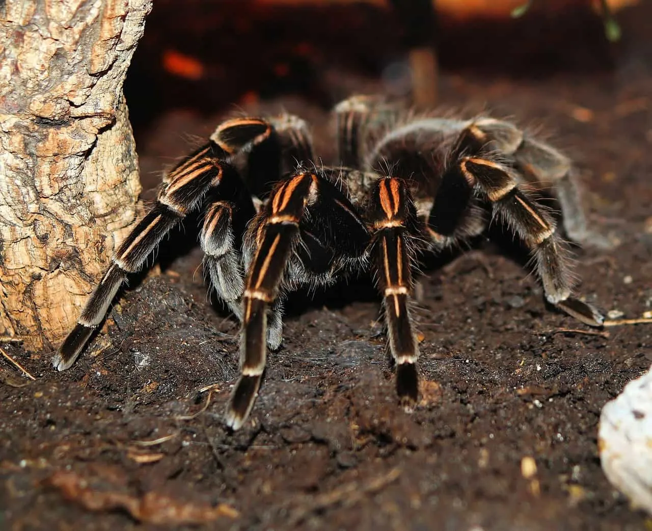 23511 tarantula molting