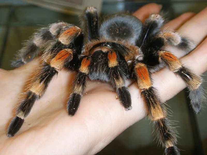 23511 tarantula substrate