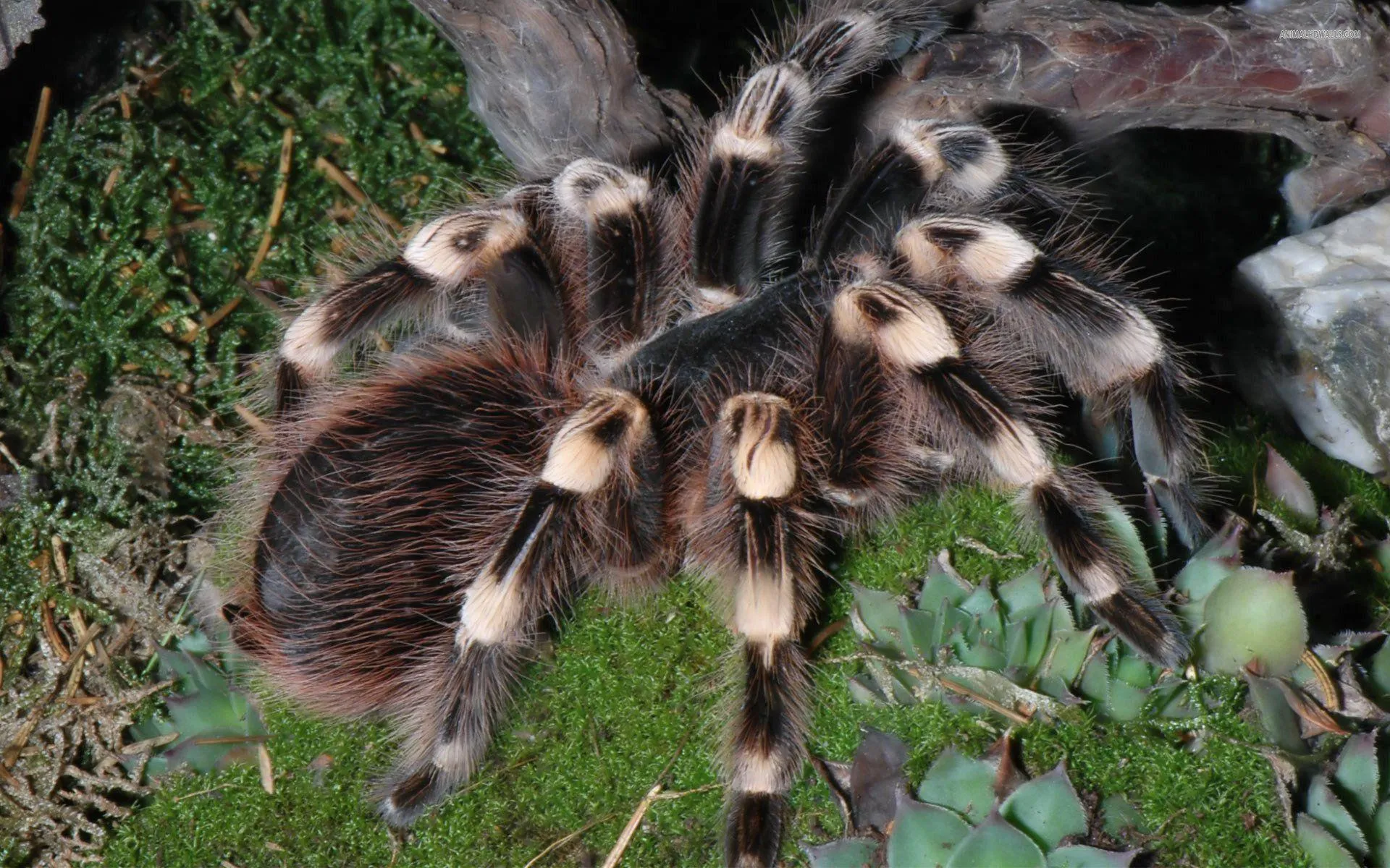 23513 tarantula ganjagold design options