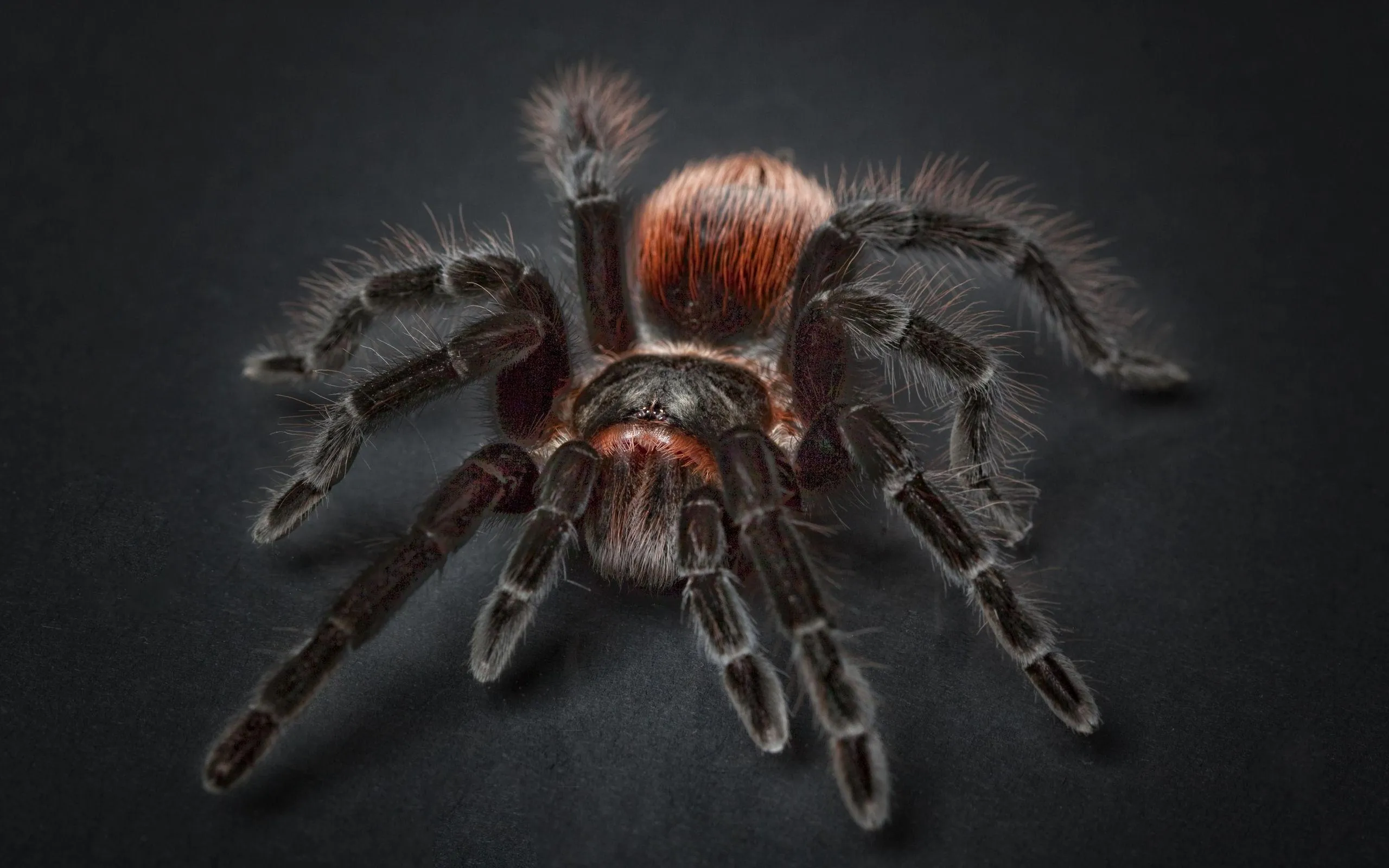 23513 tarantula ganjagold installation