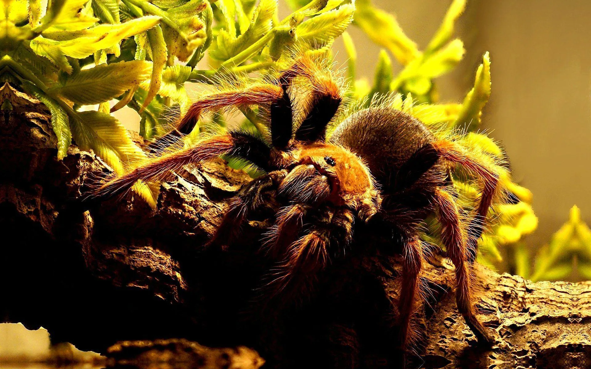 23513 tarantula ganjagold interior design