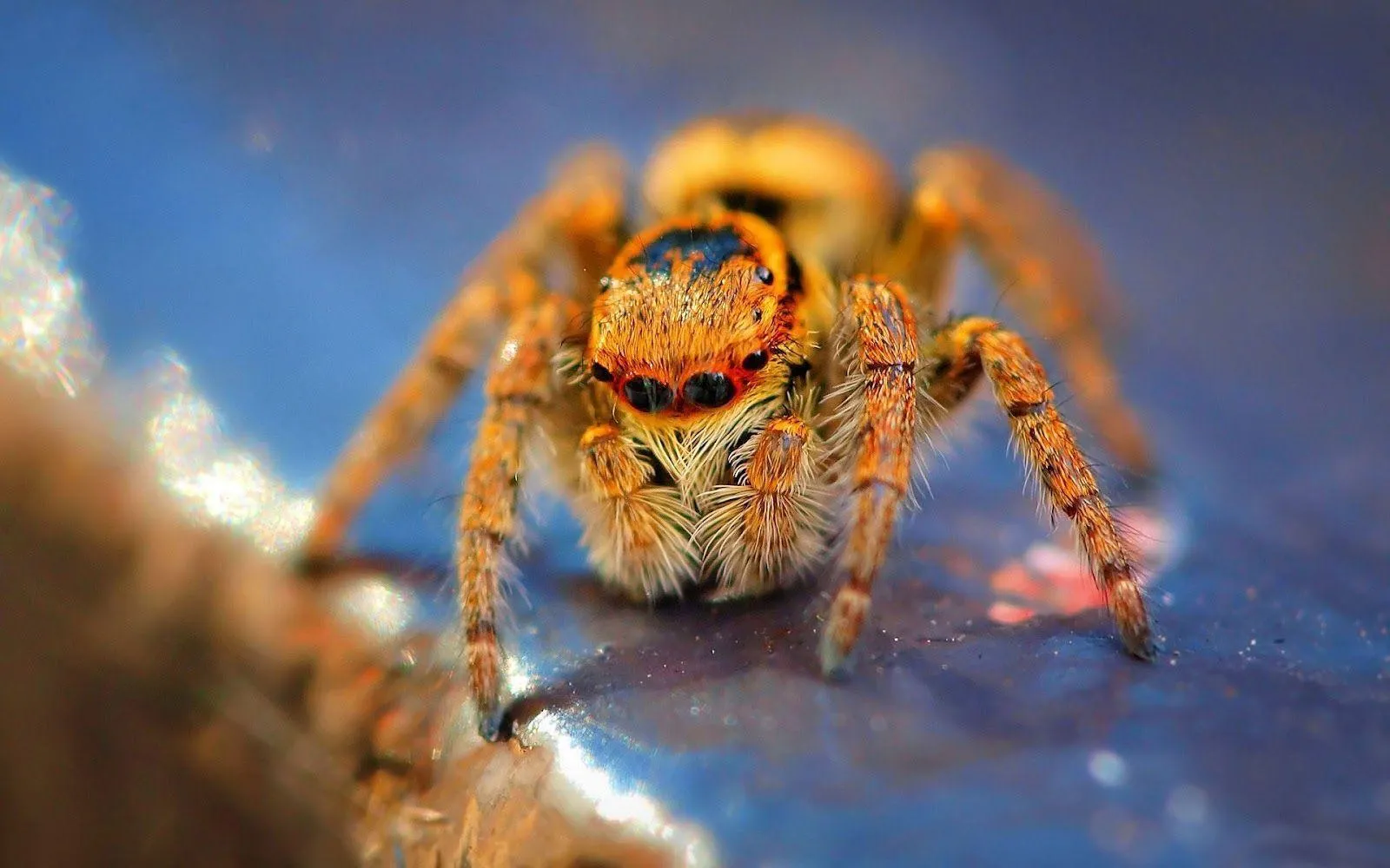 23513 tarantula ganjagold online retailers