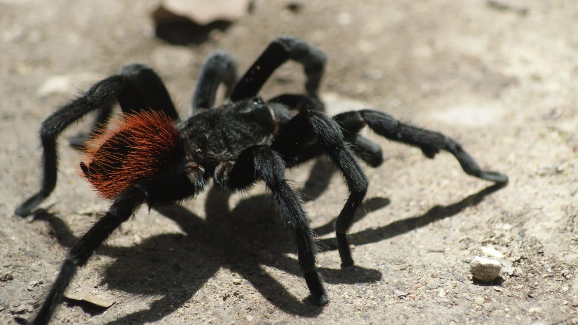 /img/23513-tarantula-ganjagold-specialty-stores.webp