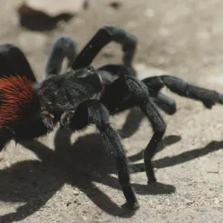 /img/23513-tarantula-ganjagold-specialty-stores.webp