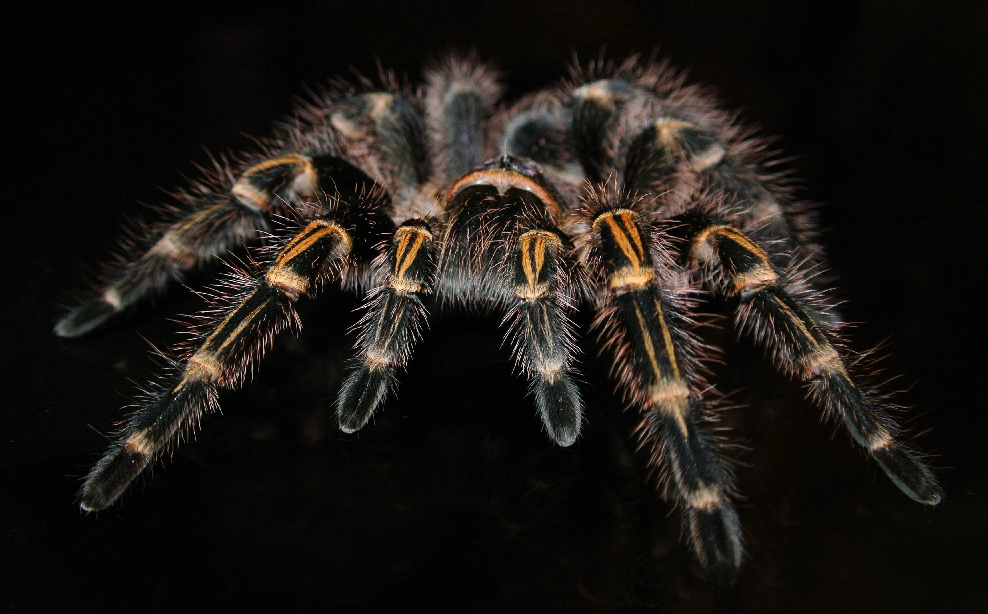 23513 tarantula ganjagold vinyl wallpaper