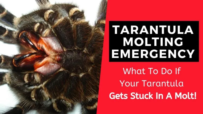 23515 pre molt tarantula