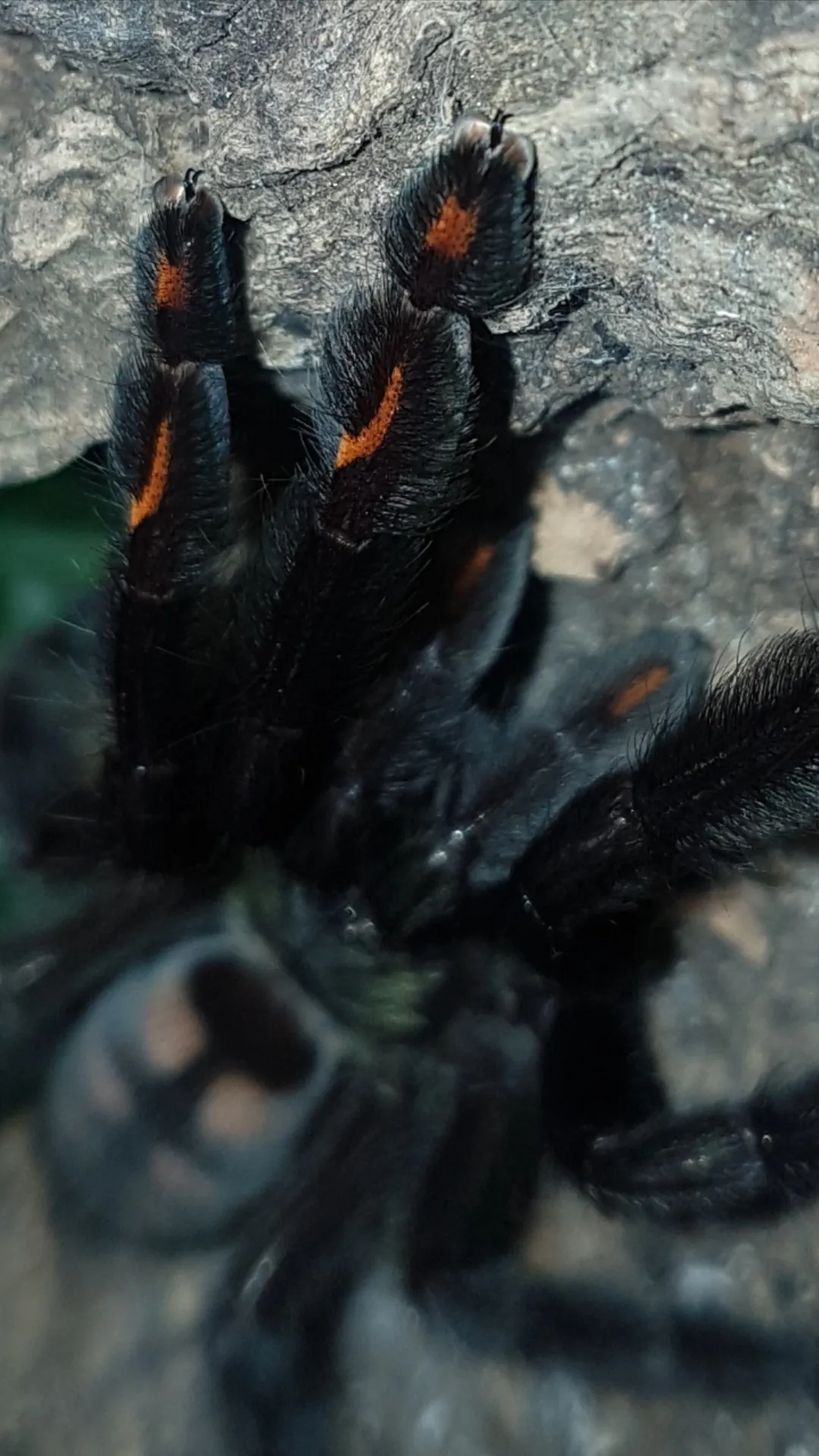 23516 irminia tarantula burrowing