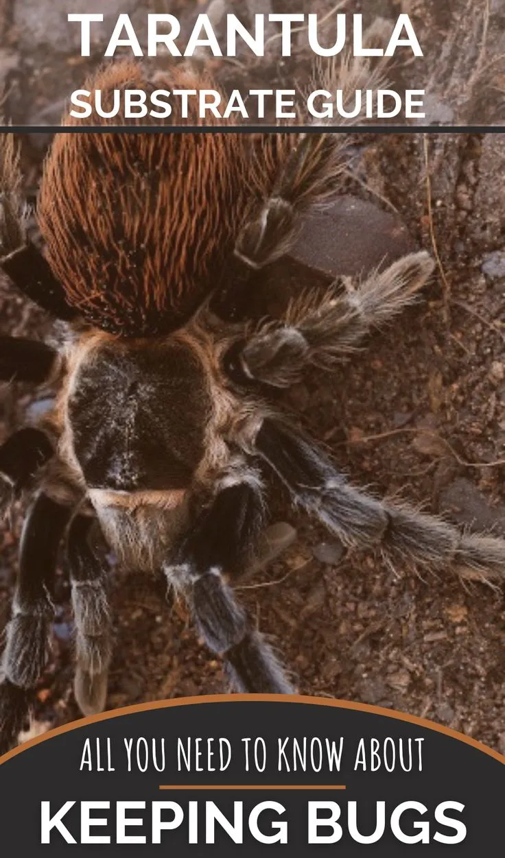 /img/23516-irminia-tarantula-cleaning-substrate.webp