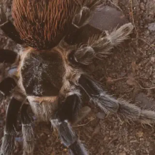 /img/23516-irminia-tarantula-cleaning-substrate.webp