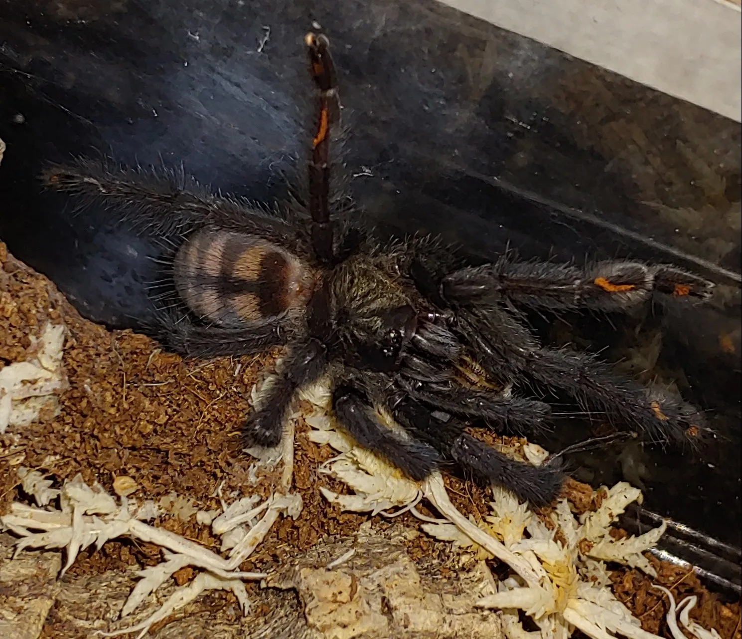 23516 irminia tarantula coconut fiber