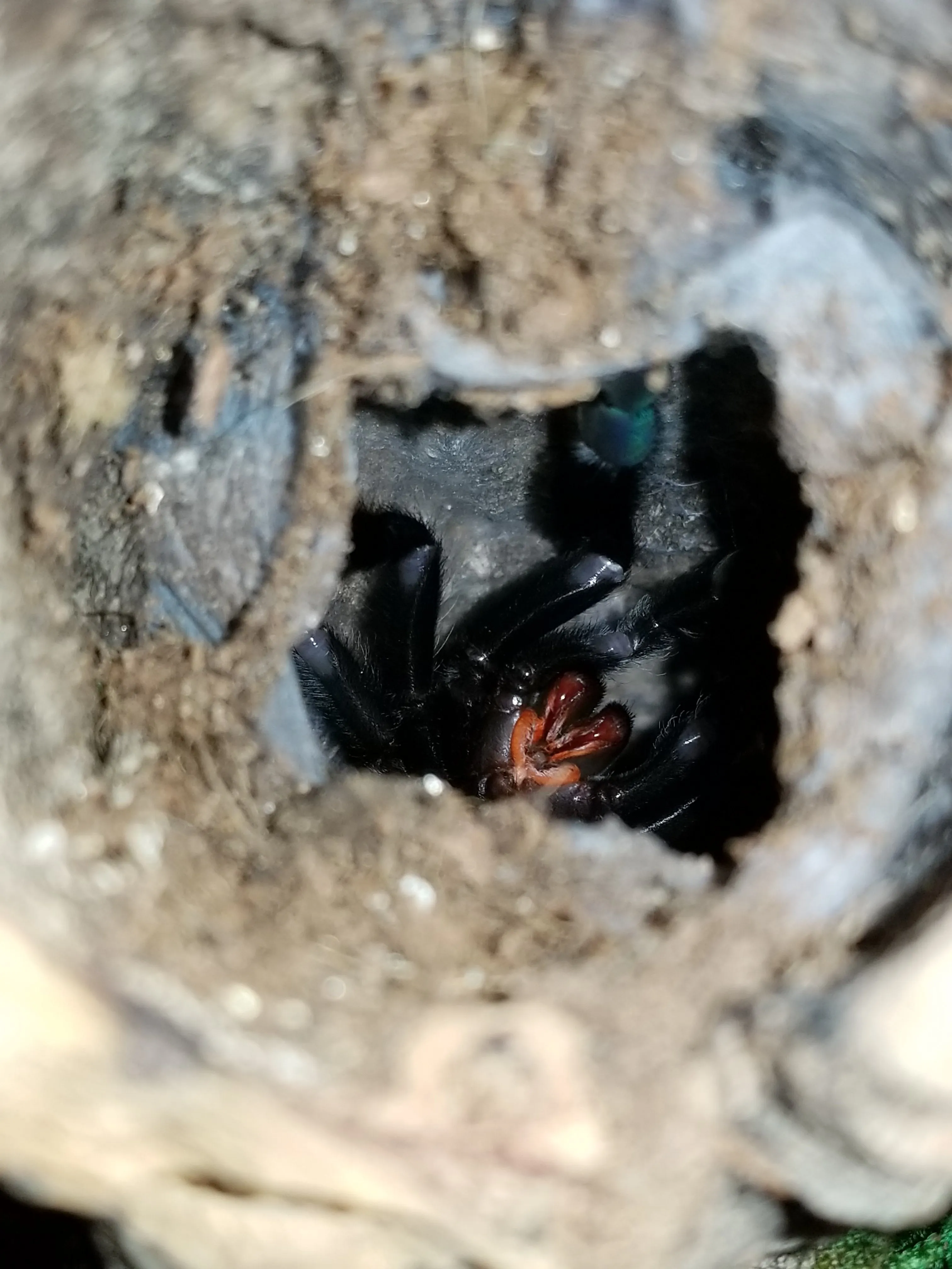 23516 irminia tarantula peat moss