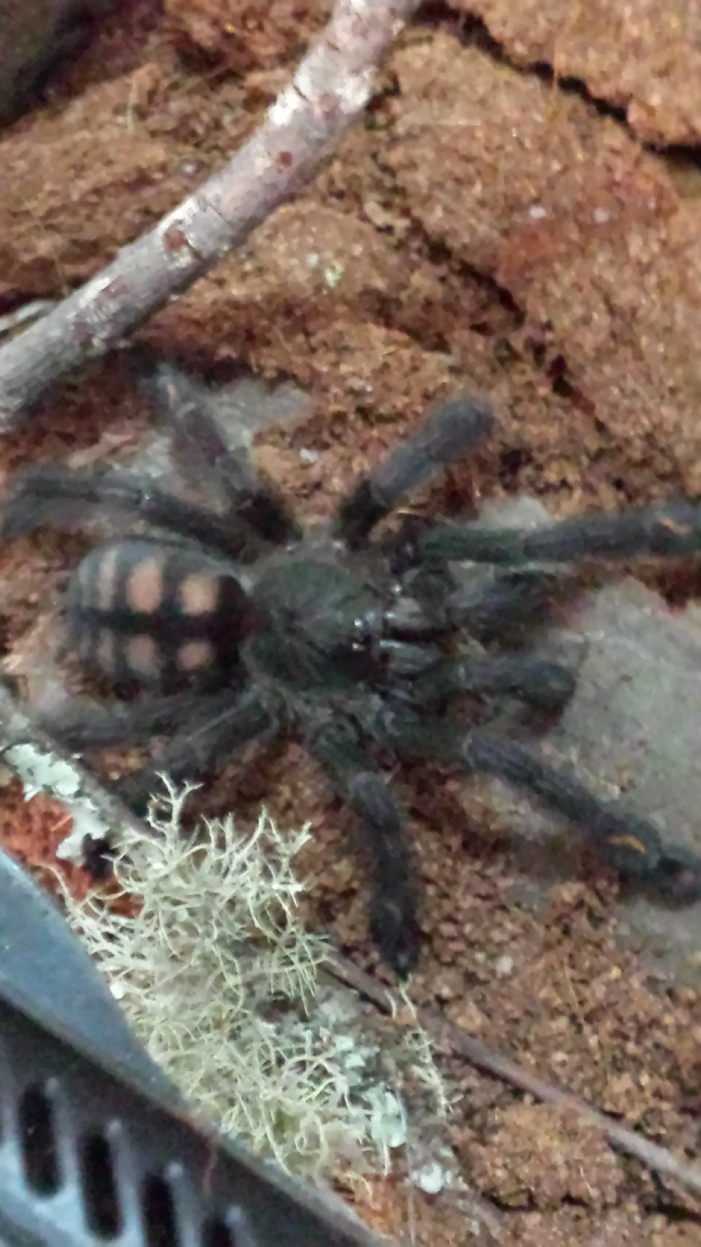 23516 irminia tarantula substrate humidity