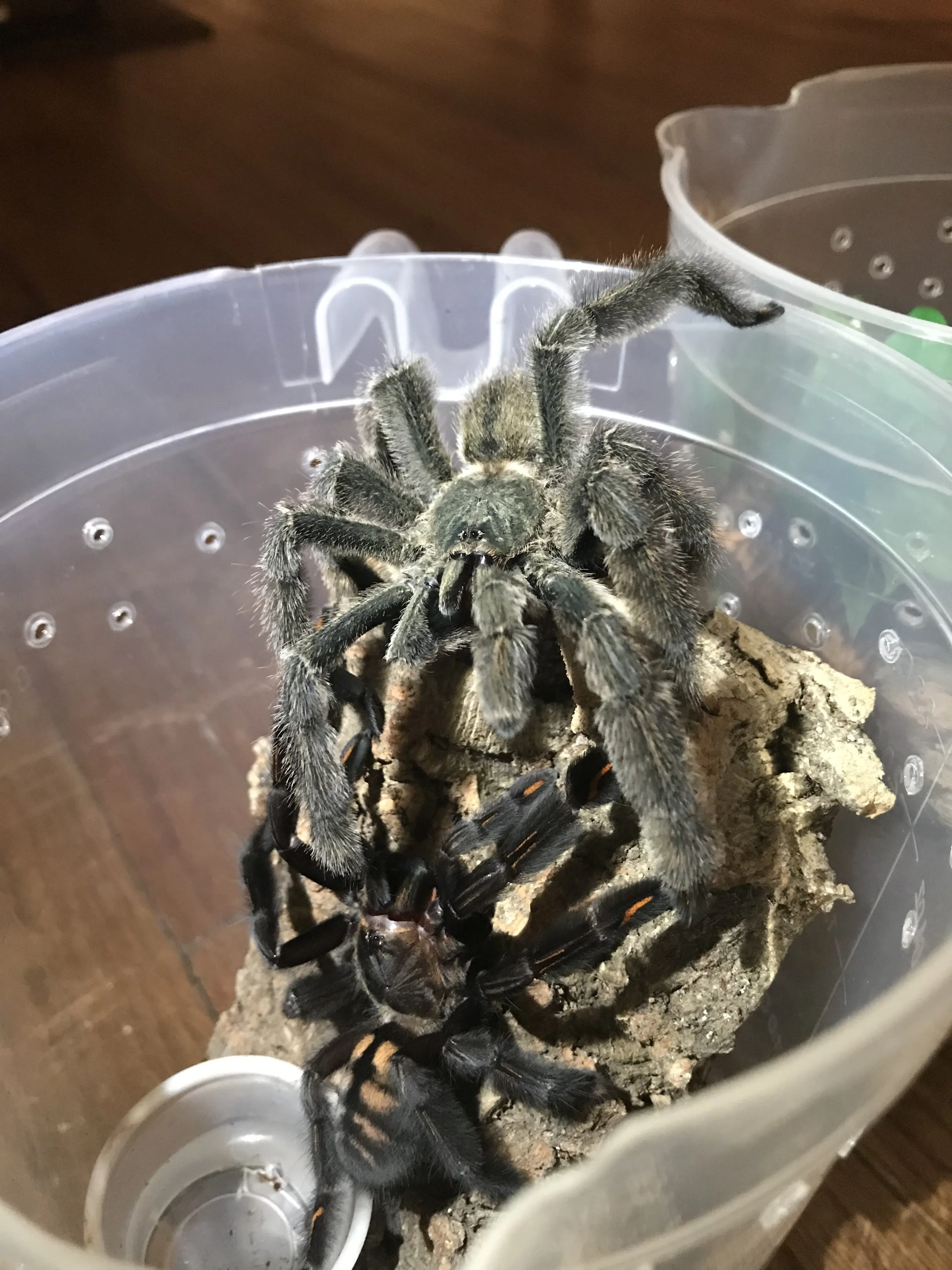 23516 irminia tarantula substrate mix