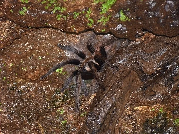 23517 indian ornamental tarantula