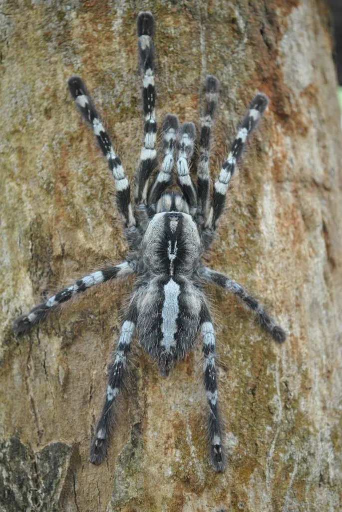 /img/23517-tarantula-care.webp