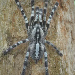/img/23517-tarantula-care.webp