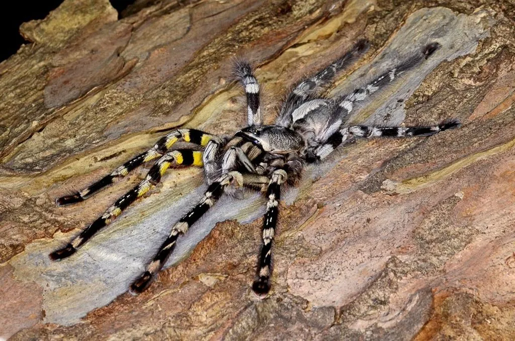 23517 tarantula feeding