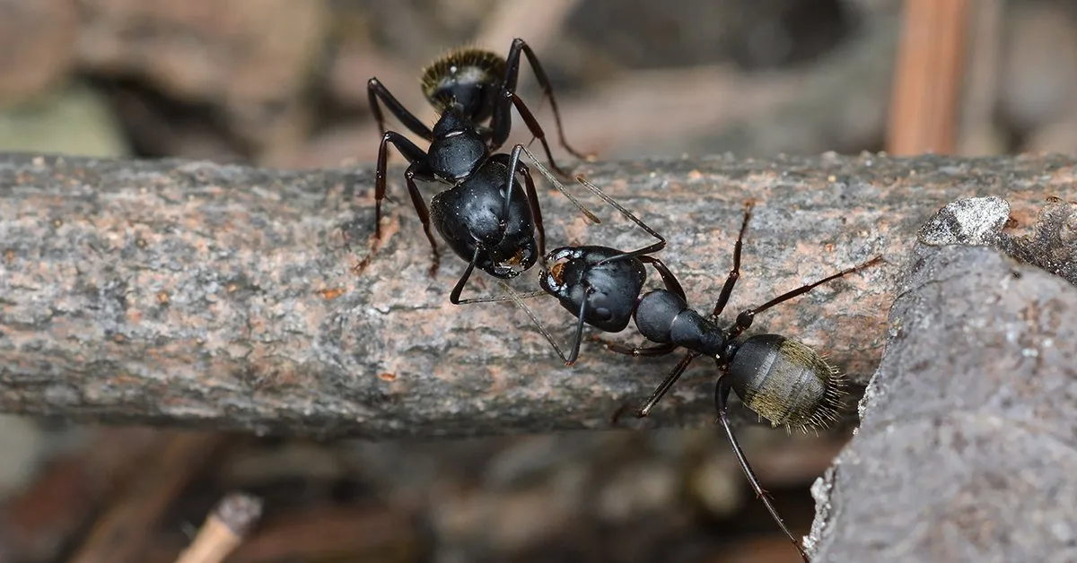 /img/23518-tarantula-predators.webp