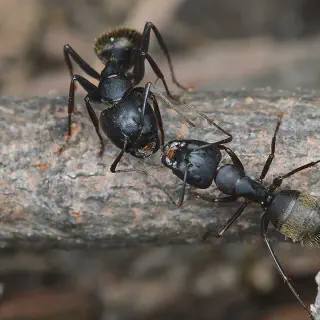/img/23518-tarantula-predators.webp