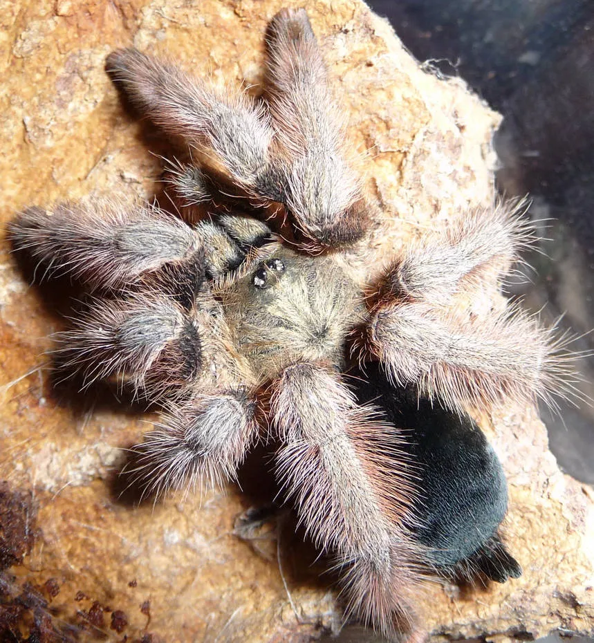 23519 panama blonde tarantula breeder