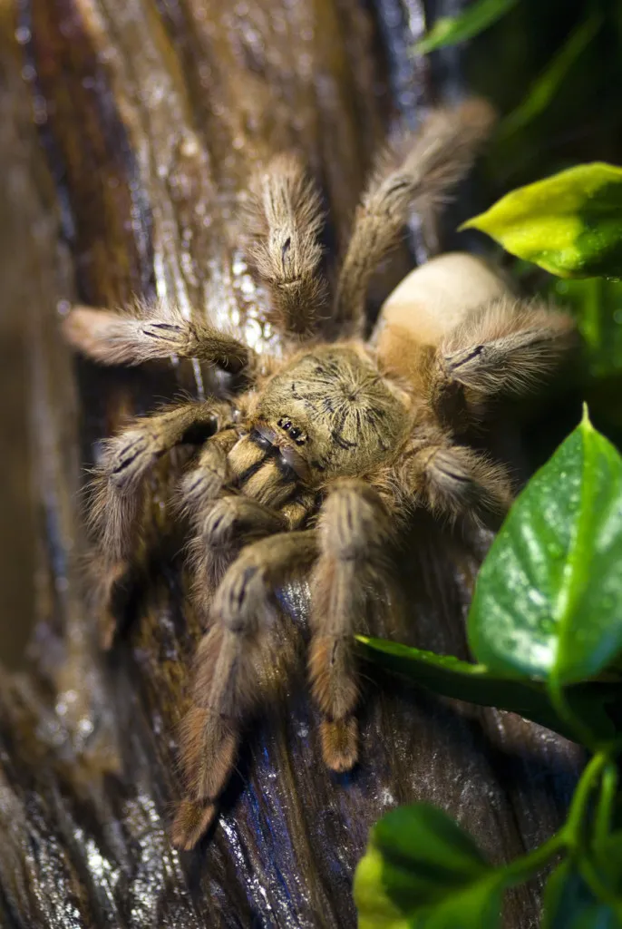 23519 panama blonde tarantula eating
