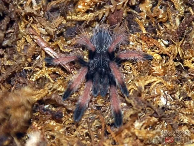 /img/23519-panama-blonde-tarantula-enclosure.webp
