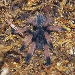 /img/23519-panama-blonde-tarantula-enclosure.webp